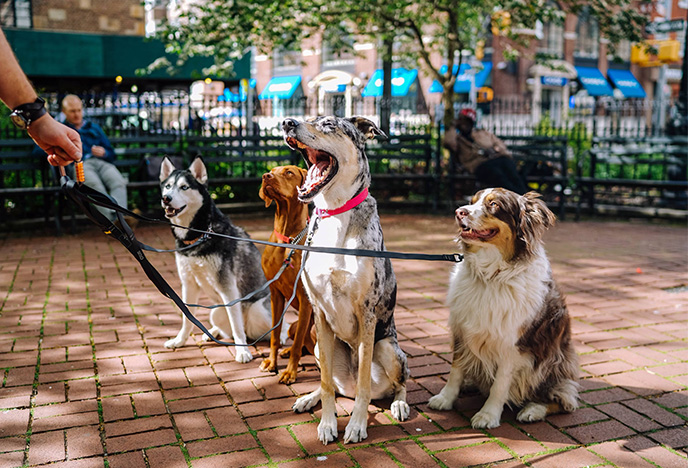 Group Dog Training Classes