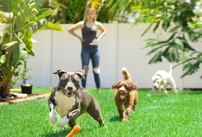 board and training for my dog