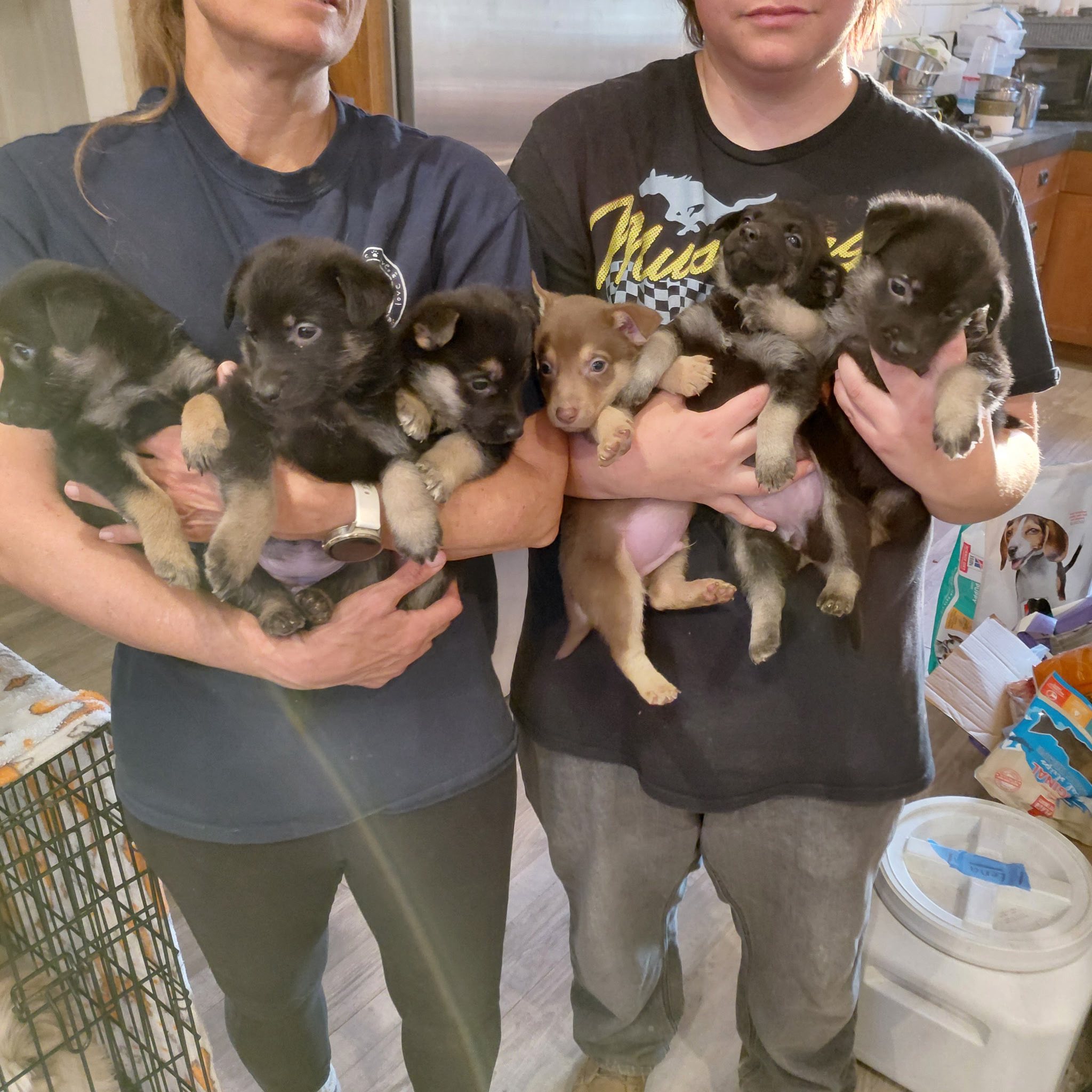 Shepherd Corgi mixes