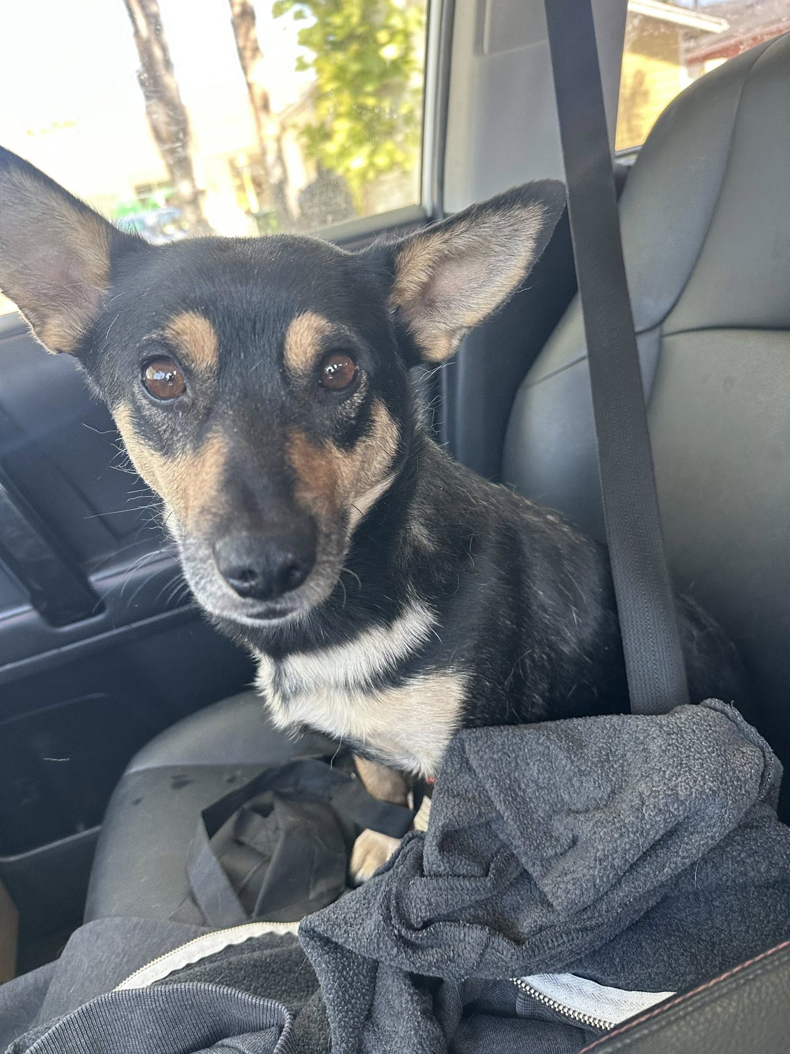 Levi